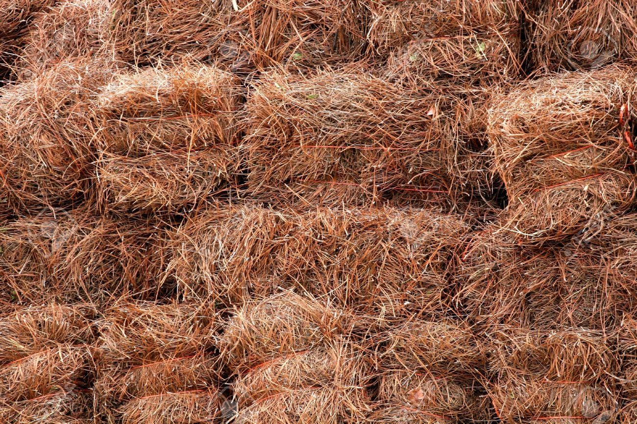 Pine Straw Provides Inexpensive Mulching Option