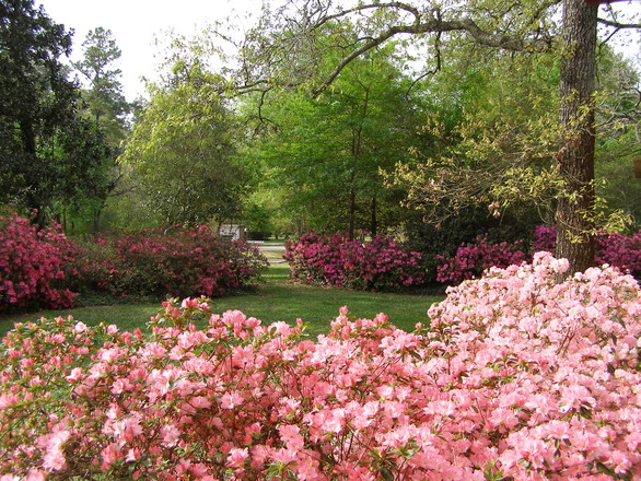 Protect The Beauty Of Your Azaleas With Proper Pruning