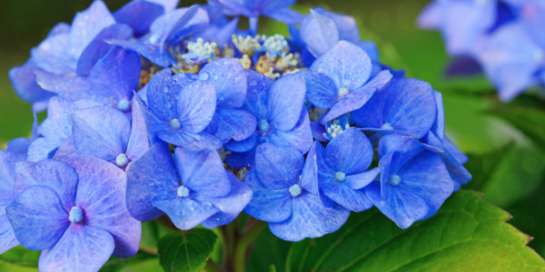 Spring Is Perfect For Planting Hydrangeas