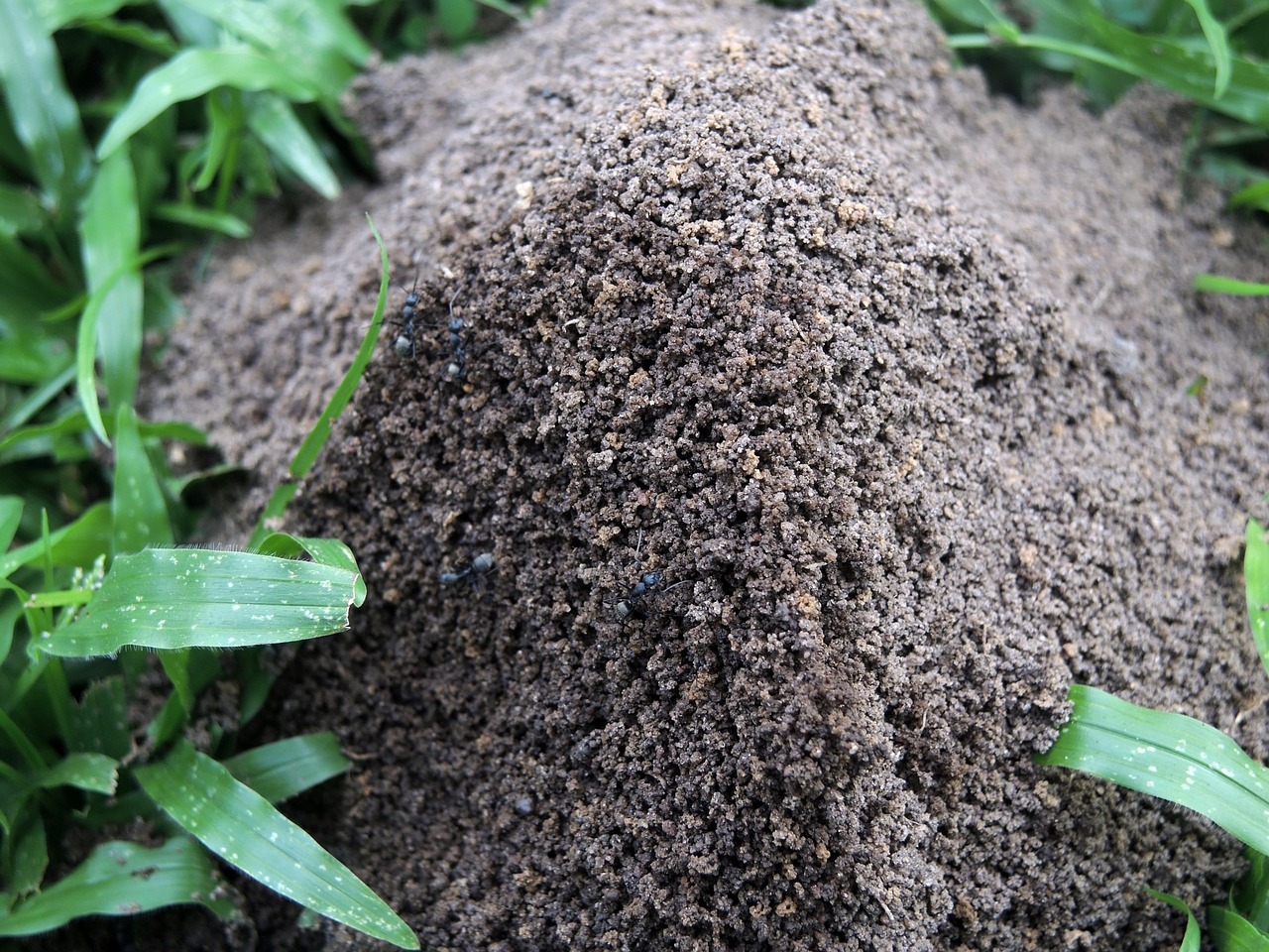 How To Get Rid Of Fire Ants From Your Lawn Or Garden