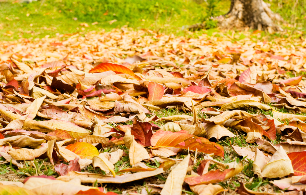 3 Things Your Lawn Needs This Fall